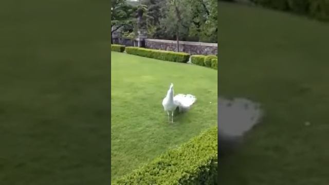 Сказочно красивая птица! смотреть онлайн