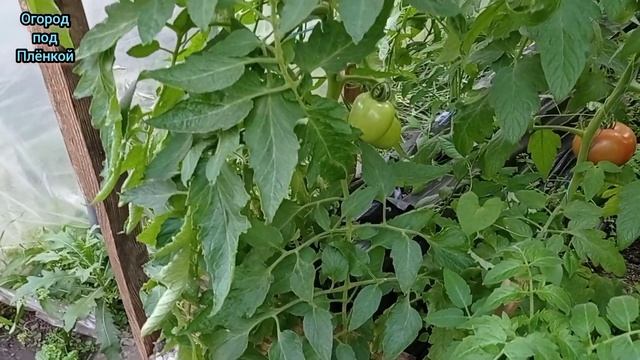 Как получить больше томатов черри смотреть онлайн