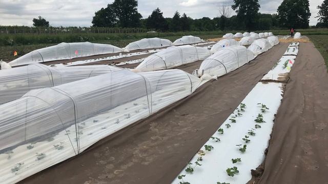 Benefits of growing strawberries under low tunnels смотреть онлайн