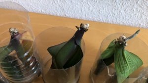 Реанимация орхидей. Наращивание корней методом листья в воде. Часть 2