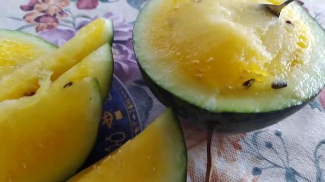 Сама вырастила и пробую арбуз с желтой мякотью (Средняя полоса, выращивание арбузов в теплице) смотреть онлайн
