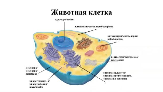 ІІІ - четверть, Биология, 11 класс, Определение основных компонентов клеток смотреть онлайн