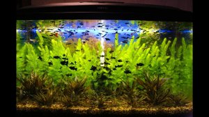 Что делать если растения в аквариуме не растут? [100% способ выращивания аквариумных растений]