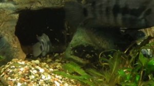 Как у меня появились и выросли чернополосые цихлазомы