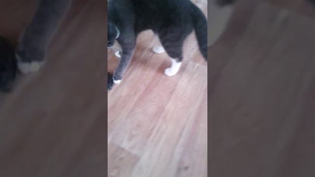 Кошка играет с мышкой a cat plays with a mouse смотреть онлайн