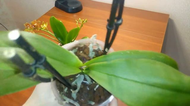 Обзор посылки с Орхидеями Мастер Пис и орхидея бабочка смотреть онлайн