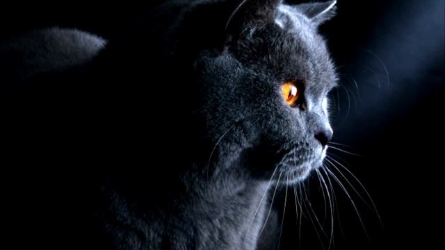 10 «недостатков» британских кошек, о которых часто умалчивают заводчики смотреть онлайн