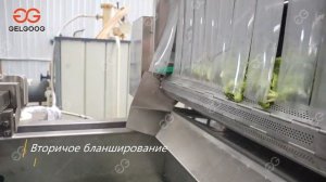 Производство быстрозамороженной брокколи,Оборудование для производства замороженных овощей и фрукто