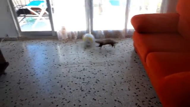 хорек играет в мяч смотреть онлайн