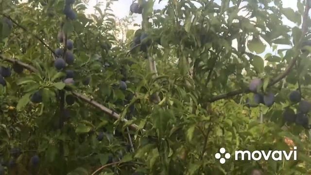 Ранний сорт сливы НЕНЬКА. Крупноплодная. #сливаненька смотреть онлайн