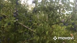 Ранний сорт сливы НЕНЬКА. Крупноплодная. #сливаненька