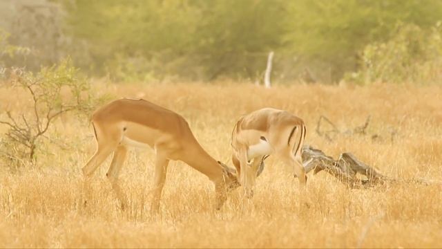 Antelope - Impala - Africa's Wild Wonders - Go Wild смотреть онлайн