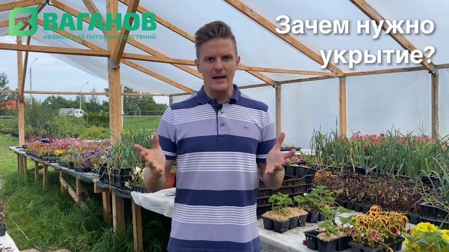 КАК И ЧЕМ УКРЫВАТЬ КЛУБНИКУ НА ЗИМУ смотреть онлайн