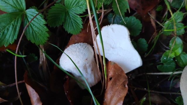 Diese drei Boviste / Stäublinge solltest du unbedingt kennen, weil einer ist... смотреть онлайн
