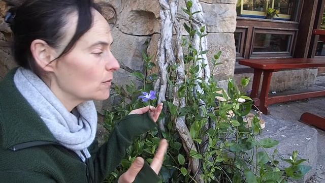 Greater Periwinkle (Vinca major) смотреть онлайн