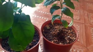 Развитие лимонов и мандаринов (скручивание листа у лимона )