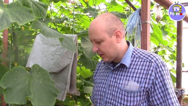 ПЕРЕНОСПОРОЗ на ОГУРЦЕ! КАК С НИМ БОРОТЬСЯ?! смотреть онлайн