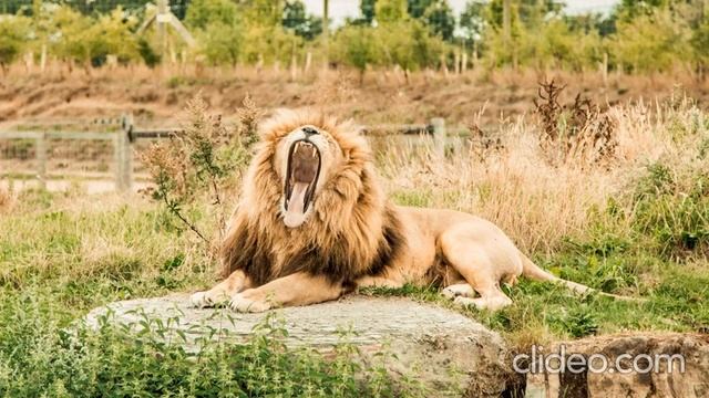 ЖИВОТНЫЙ МИР НАШЕЙ ПЛАНЕТЫ ANIMAL WORLD OF OUR PLANET смотреть онлайн