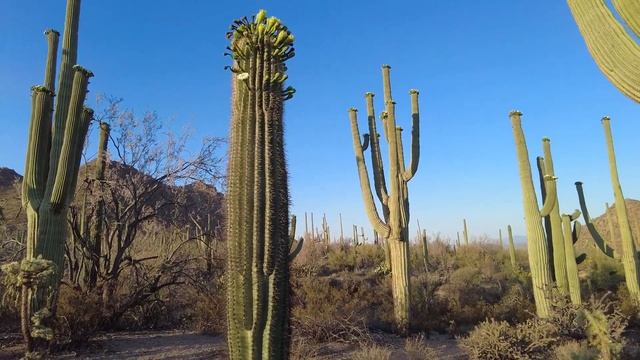 Saguaro Cactus Flower blooming at Saguaro National Park, Arizona смотреть онлайн