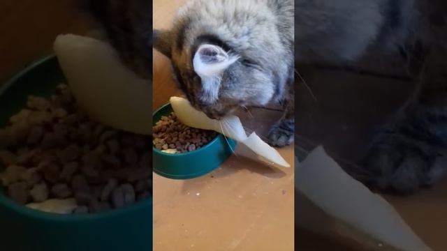 Как выбрать дыню смотреть онлайн