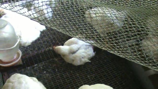 Бройлеры потихоньку растут . смотреть онлайн