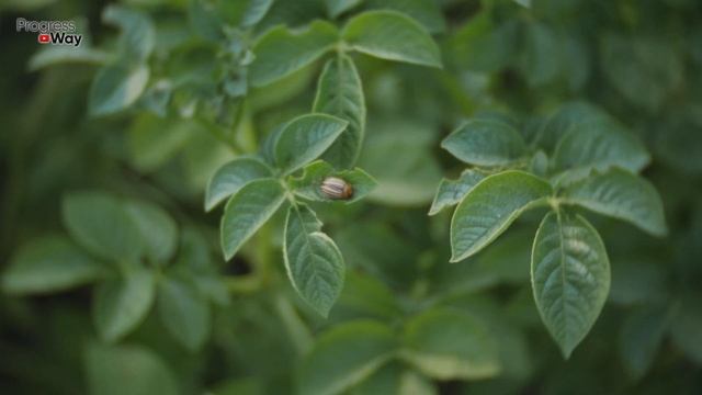 Раз и НЕТ Колорадского Жука и Других Вредителей Навсегда! смотреть онлайн