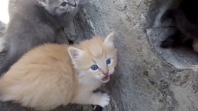 Котята на нашей даче Рыжего зовут Куки а серого Зовут Марко смотреть онлайн