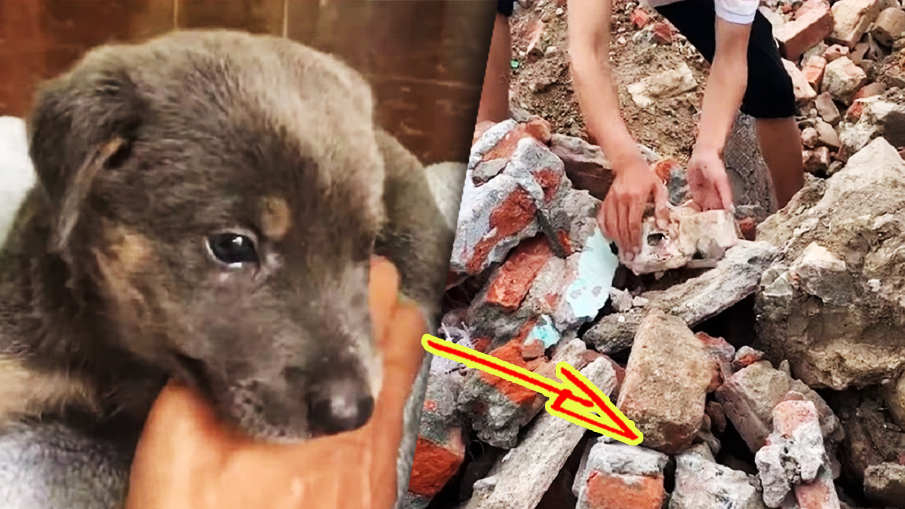 Среди завалов, после землетрясения, вдруг стал раздаваться лай щенка смотреть онлайн