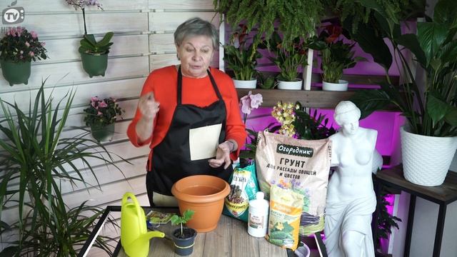 Как ПРАВИЛЬНО Пикировать Огурцы ? Рассада Огурцов ? Советы садоводам от Хитсад ТВ смотреть онлайн