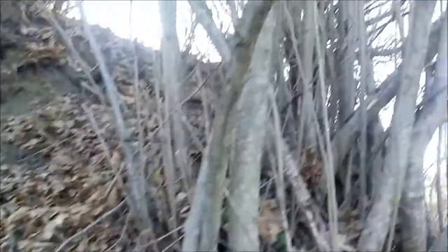 СТРАННОЕ СУЩЕСТВО СЛУЧАЙНО СНЯТОЕ НА ВИДЕО странные существа снятые на видео. неизвестные существа