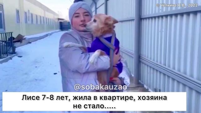 Маленькая Лиса ищет хозяев! Приют «Щербинка». Проект помощи @Sobakauzao смотреть онлайн