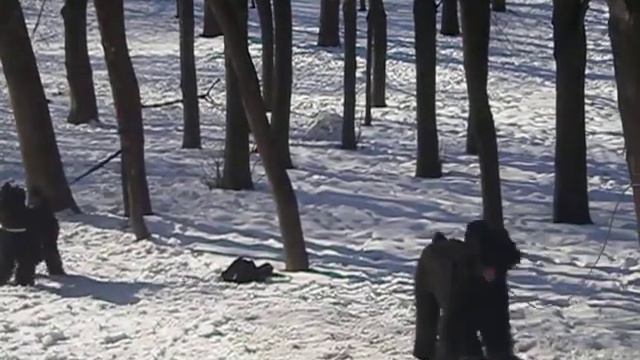 Знак Видвагы и Золота Медаль Яблуневый Цвит охрана