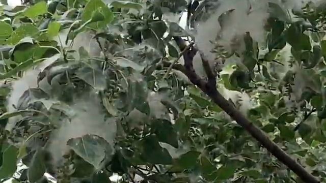 Зачем тополя меняют пол? смотреть онлайн