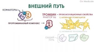 Коагуляция или вторичный гемостаз: механизм, факторы свертывания, пути и этапы