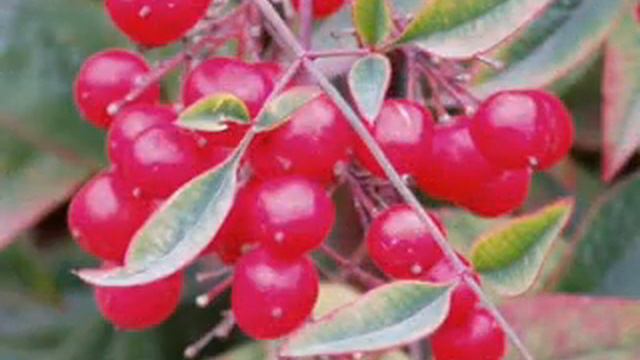 Escallonia Nadide Yiğitbaş смотреть онлайн