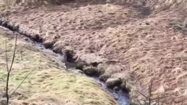 Эта Птица Поедает Телят| Оленя | Волка | Крокодила. Зрелищные Нападения Орлов. смотреть онлайн