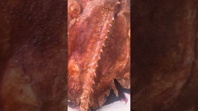Морской Скат с ракушками смотреть онлайн