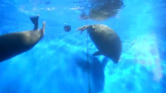 Байкальский музей, Листвянка. (нерпы*5) смотреть онлайн