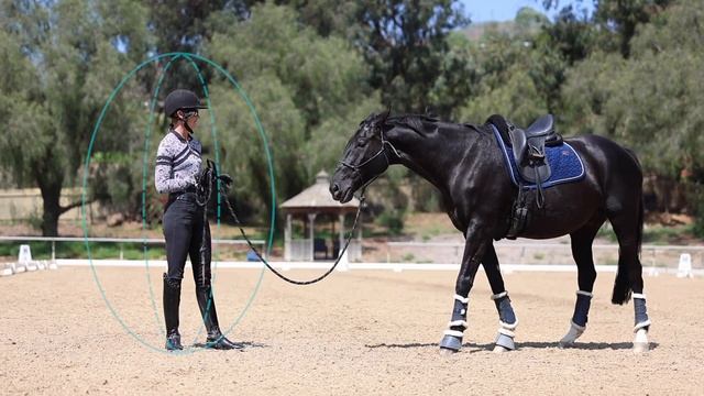 What are You Teaching Your Horse? смотреть онлайн