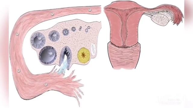 ХОМИЛАДОР БУЛИШГА БУ ЁРДАМ БЕРИШИНИ БИЛАСИЗМИ