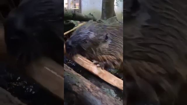 Бобры- милейшие животные, если смотреть на них со стороны