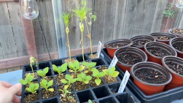 March Backyard and Greenhouse Tour! 🌿🌱 :: Things Are Starting To Grow Here in Zone 9B, California! смотреть онлайн