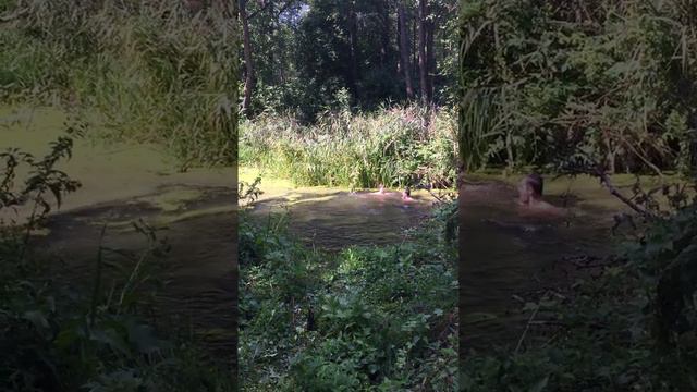 Отдых!!! Село Рыжики Черниговской области, река Белоус, ледяная вода!!! смотреть онлайн