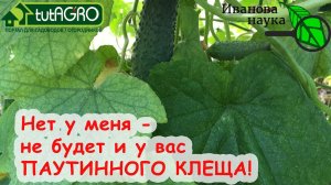 ВОТ ПОЧЕМУ В МОЕЙ ТЕПЛИЦЕ НЕТ ПАУТИННОГО КЛЕЩА. Распознать и побороть паутинного клеща на огурце.