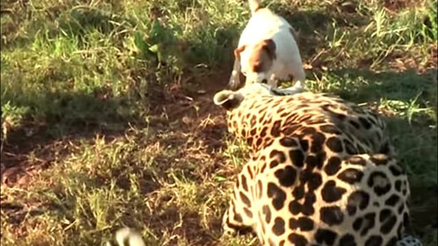 Агрессивный ягуар напал на собаку, но никто не ожидал того, что произошло дальше! смотреть онлайн