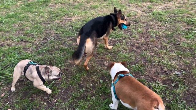 Надо побегать пока не печет солнце!!! | И погрызть вкусную палочку ! смотреть онлайн