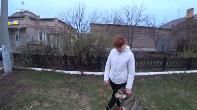 СПАСЕНИЕ СОБАКИ ОПЯТЬ НА УЛИЦЕ!!!(((( смотреть онлайн