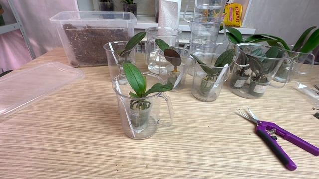 ароматные орхидеи пересадка // грунт для орхидей опять ОГОРЧАЕТ смотреть онлайн