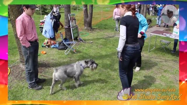 Смешные собаки смотреть видео смотреть онлайн