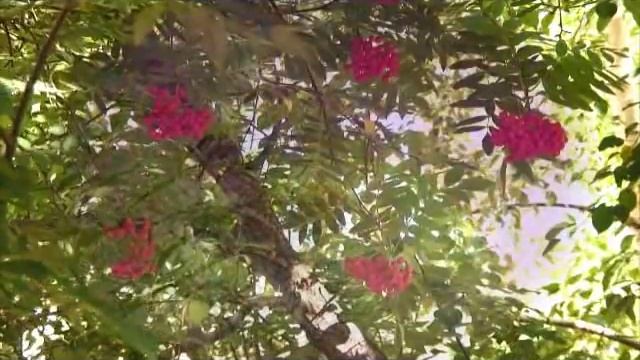 "СТРАННО" исп.Евгений Коновалов и Любовь Шепилова смотреть онлайн